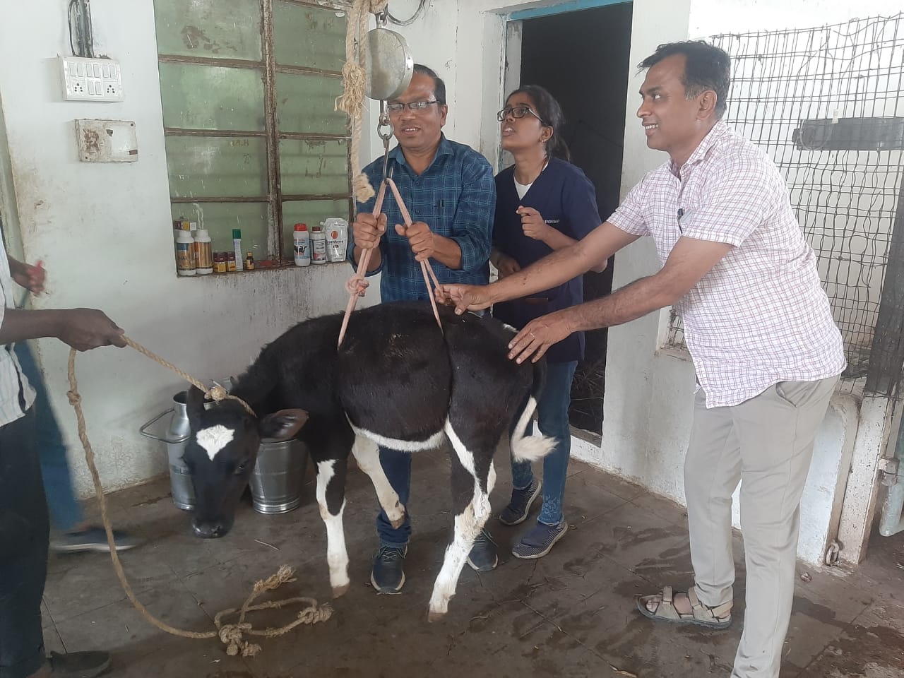 Animal Weighing